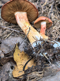 Гриб из Борисов