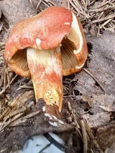 Гриб из Борисов