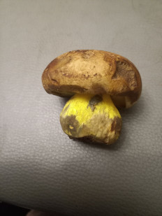 Гриб из Славянское