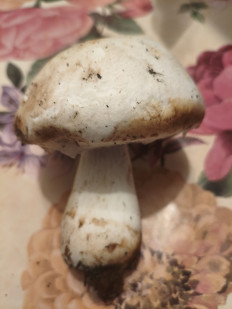 Гриб из Воронеж