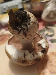 Гриб из Воронеж