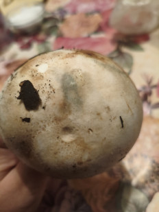 Гриб из Воронеж