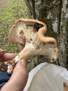 Гриб из Москва