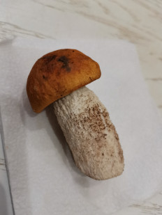 Leccinum aurantiacum - Подосиновик красный