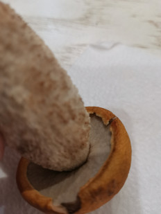 Leccinum aurantiacum - Подосиновик красный