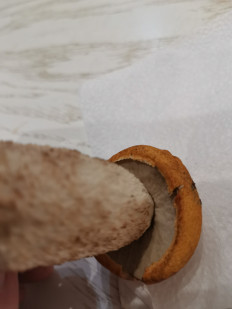 Leccinum aurantiacum - Подосиновик красный