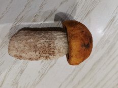 Leccinum aurantiacum - Подосиновик красный