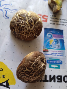 Гриб из брянск