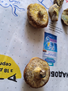 Гриб из брянск