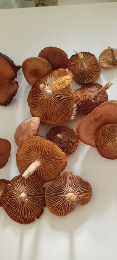 Гриб из Саратов