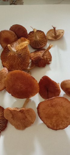 Гриб из Саратов