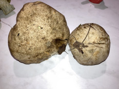 Гриб из Тульская область город Алексин