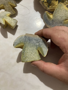 Гриб из Тульская область город Алексин