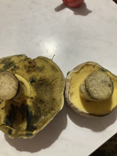 Гриб из Тульская область город Алексин