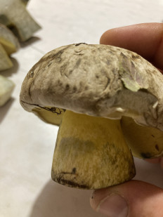 Гриб из Тульская область город Алексин