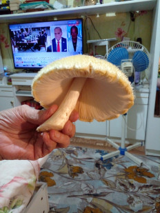 Вольвариелла шелковистая