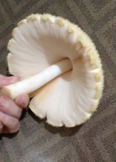 Вольвариелла шелковистая