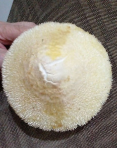 Вольвариелла шелковистая