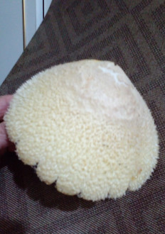 Вольвариелла шелковистая