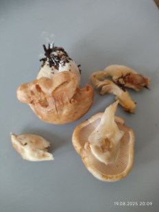 Гриб из Север Норвегии