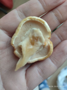 Гриб из Север Норвегии