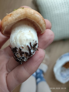 Гриб из Север Норвегии