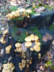 Гриб из Благовещенск