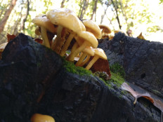 Гриб из Благовещенск