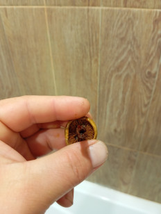 Гриб из Благовещенск