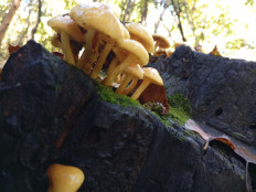 Гриб из Благовещенск