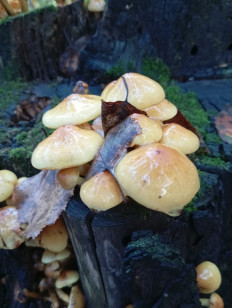 Гриб из Благовещенск