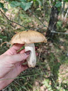 Гриб из Воронеж