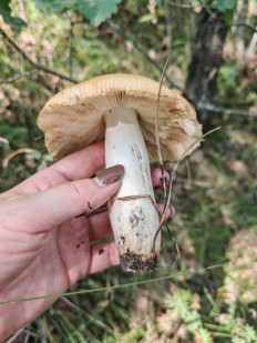 Гриб из Воронеж