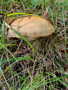 Гриб из Воронеж