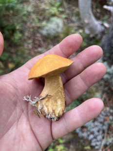 Маслёнок желто-бурый