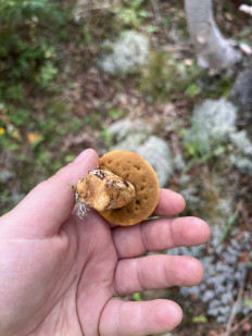 Маслёнок желто-бурый