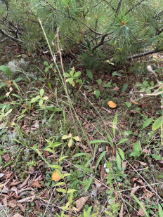 Маслёнок желто-бурый