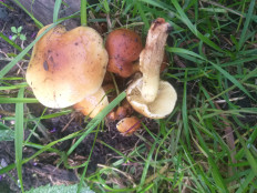 Гриб из Екатеринбург