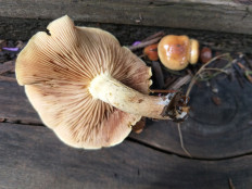 Гриб из Екатеринбург