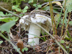 Гриб из Москва