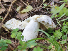 Гриб из Москва