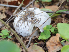 Гриб из Москва