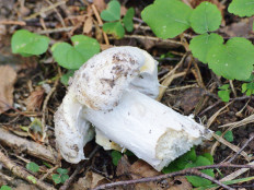 Гриб из Москва