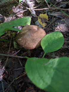 Свинушка тонкая