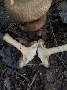 Свинушка тонкая