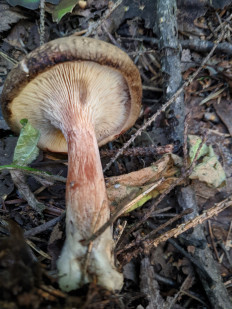 Свинушка тонкая