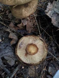 Свинушка тонкая