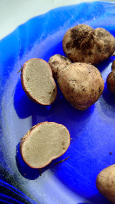 Гриб из Чита