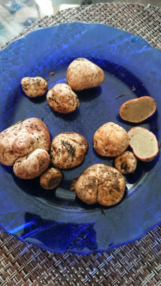 Гриб из Чита