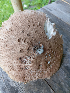 Гриб из Бронницы